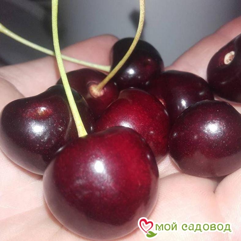 Черешня Лапинс