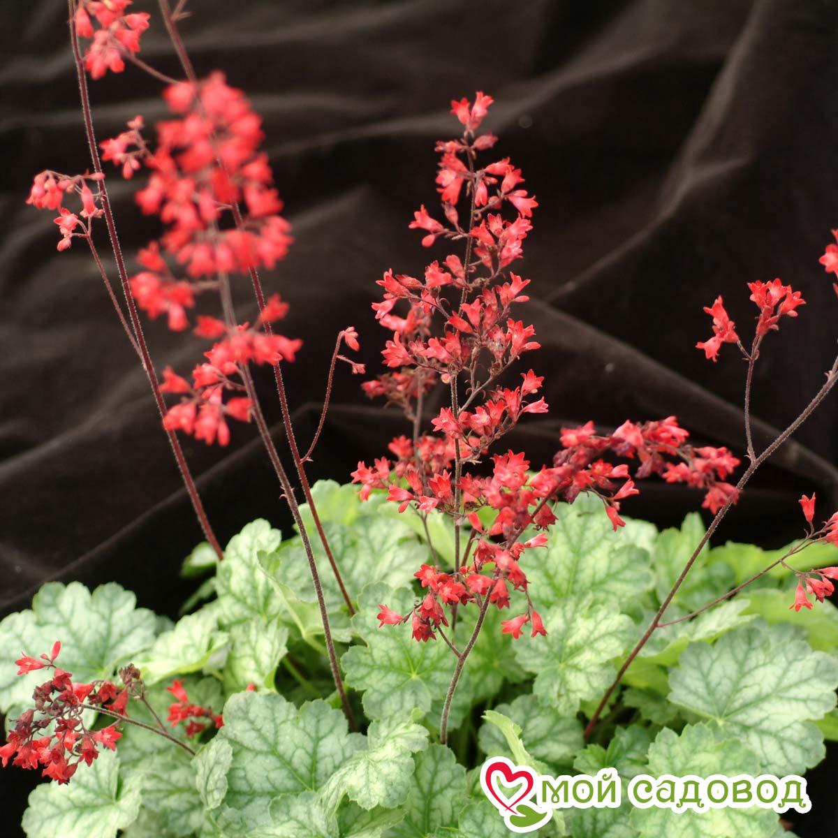 Гейхера кроваво-красная