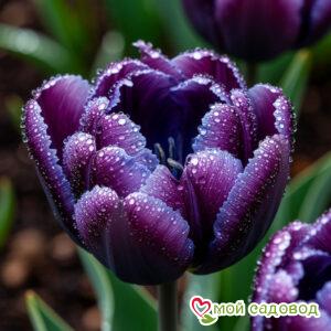 Тюльпан Палладиум